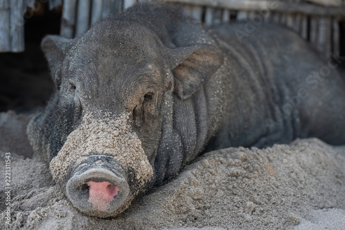Pig Resting on Sand on Pig Island in Thailand