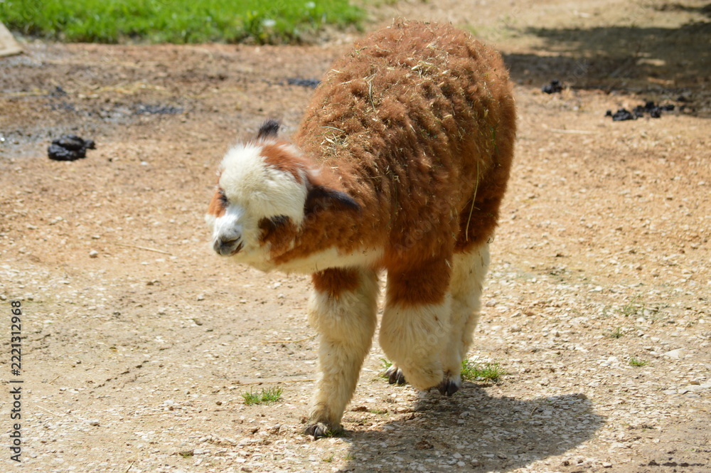 Fototapeta premium alpaca