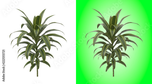 Realistic green striped dracaena plant 3D render