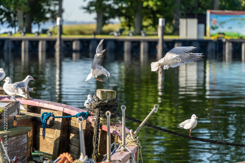 Seemöwen (Larinae) im morgendlichen Sonnenlicht an und auf einem Holzsegler im Hafen von Lauterbach, Rügen, Mecklenburg-Vorpommern, Deutschland