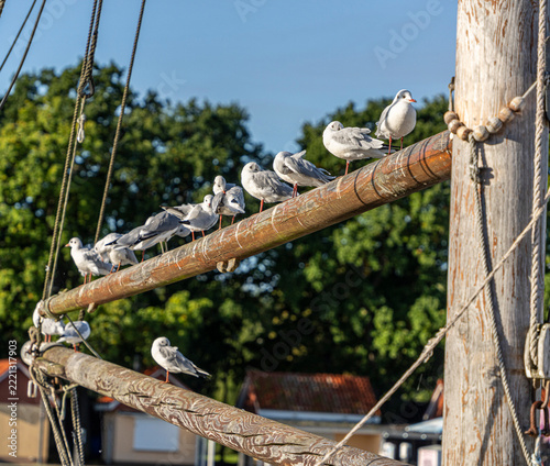 Seemöwen (Larinae) im morgendlichen Sonnenlicht an und auf einem Holzsegler im Hafen von Lauterbach, Rügen, Mecklenburg-Vorpommern, Deutschland