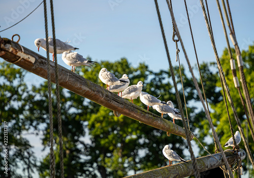 Seemöwen (Larinae) im morgendlichen Sonnenlicht an und auf einem Holzsegler im Hafen von Lauterbach, Rügen, Mecklenburg-Vorpommern, Deutschland