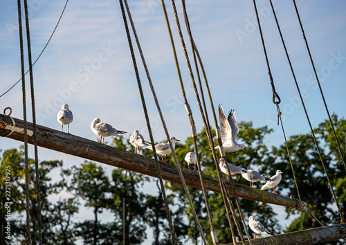 Seemöwen (Larinae) im morgendlichen Sonnenlicht an und auf einem Holzsegler im Hafen von Lauterbach, Rügen, Mecklenburg-Vorpommern, Deutschland