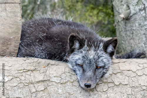 Renard argenté ( IA bruit )