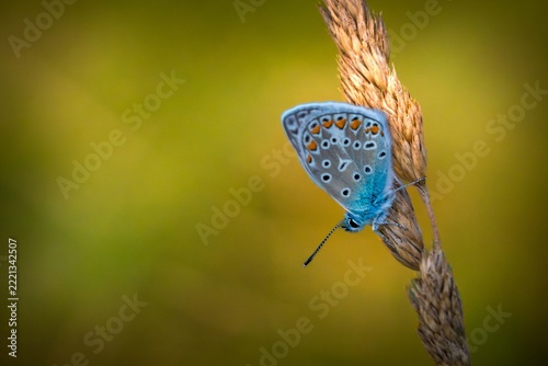 Blue butterfly resting on tall grass in natural outdoor setting