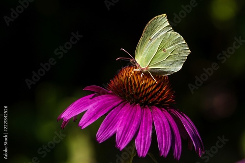 White butterfly resting on vibrant purple coneflower in natural garden setting