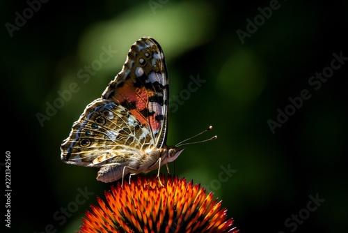 Colorful butterfly resting on purple flowering plant in natural garden setting