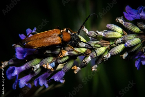 Close up of brown beetle feeding on purple flowering plant in natural garden setting