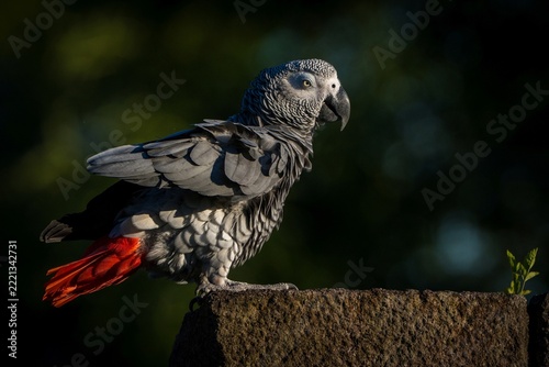 African grey parrot perched on rocky surface in natural outdoor setting