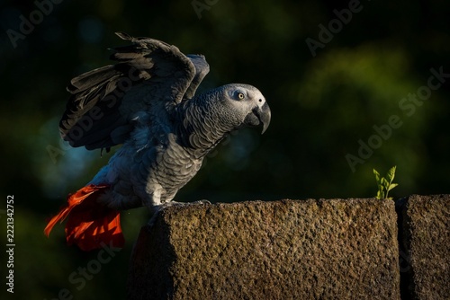 African grey parrot perched on rocky surface in natural outdoor setting