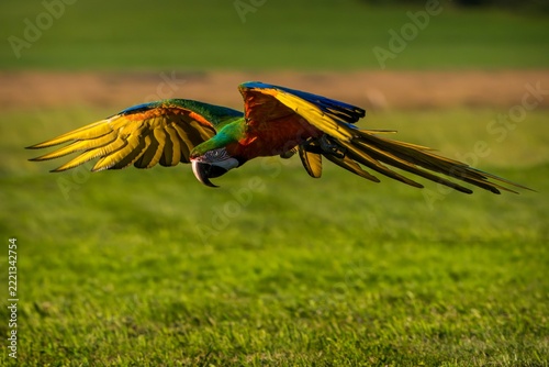 Vibrant red macaw parrot perched outdoors in natural green forest lighting