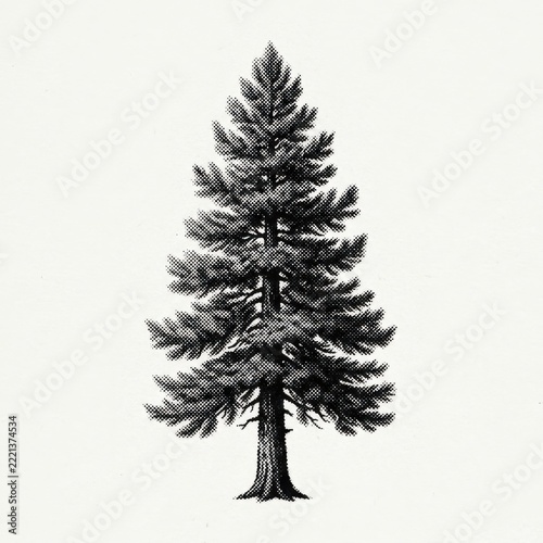 Vintage Botanical Illustration of a Tall Evergreen Pine Tree.