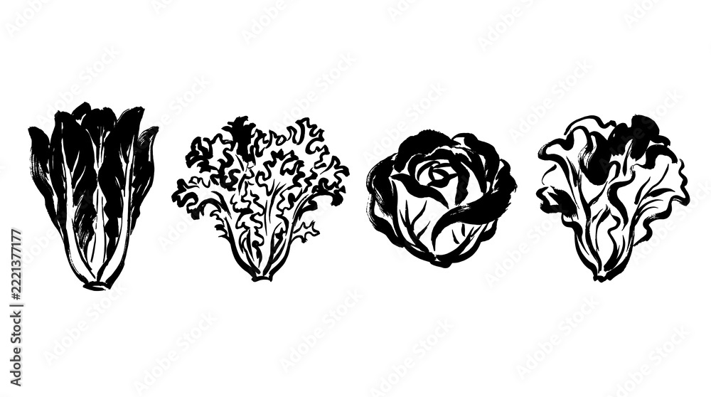 Fototapeta premium lettuce , Japanese ink brush painting set PNG