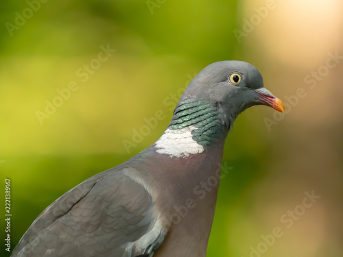 pigeon ramier ( IA bruit )