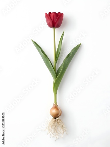 Single Red Tulip Flower with Bulb and Roots System Isolated on White Background Botanical Tulip Whole Plant
