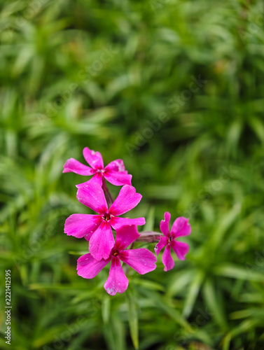 Cluster Of Rose-Red Five-Petal Flowers Close-Up Among Green Leaves