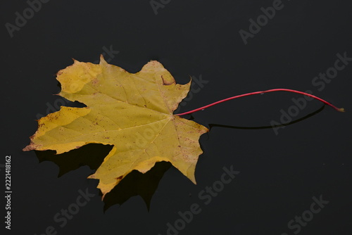 Yellow Autumn Maple Leaf with Red Stem on water