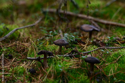 Small Brown Mushrooms Growing Among Grass and Forest Debris