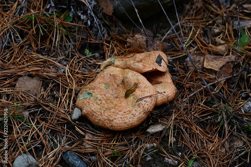 Orange Wild Mushrooms with a Slug on a Pine Forest Floor