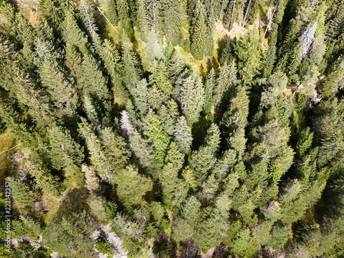 Aerial View of a Dense Evergreen Forest on a Mountain Slope