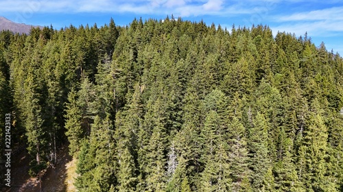 Aerial View of a Dense Evergreen Forest on a Mountain Slope