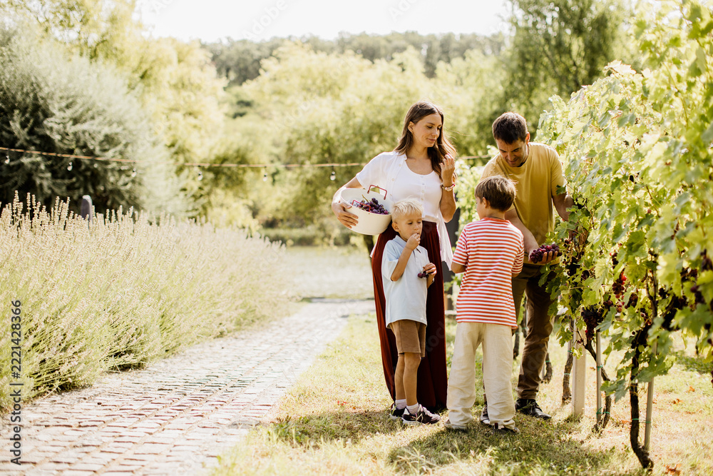 Naklejka premium Harvesting grapes with family in a sunny vineyard during autumn