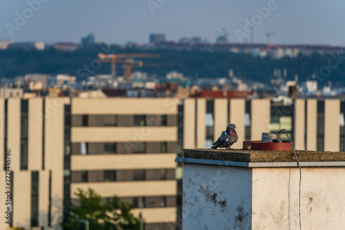 A solitary pigeon perched on a rooftop chimney overlooking the urban skyline of Prague city