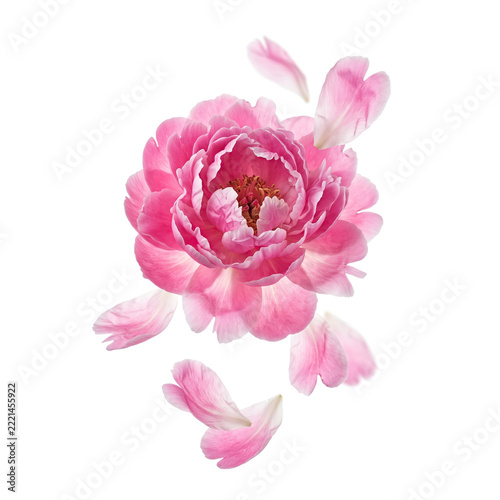 Vibrant pink peony flower with delicate floating petals