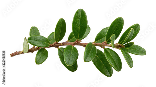 Close-up of green leafy branch on white background with detailed texture