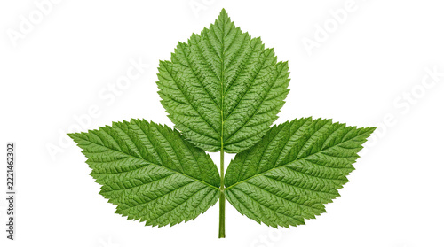 Trifoliate green raspberry leaf isolated on black background
