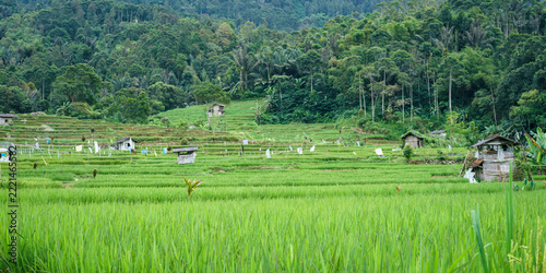 Rice fields in Javanese Mountains. Indonesia 