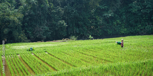Woman working in a rice fields in Indonesia 