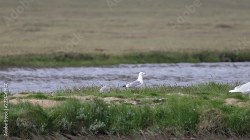 A close-up of a European herring gull perched among flowers. Yakutia