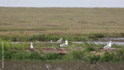 A close-up of a European herring gull perched among flowers. Yakutia