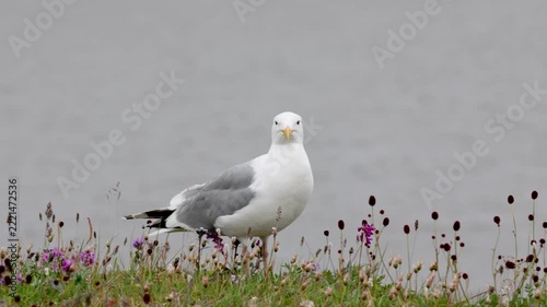 A close-up of a European herring gull perched among flowers. Yakutia
