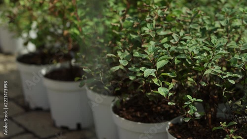 Rows of green ornamental shrubs growing in white plant pots