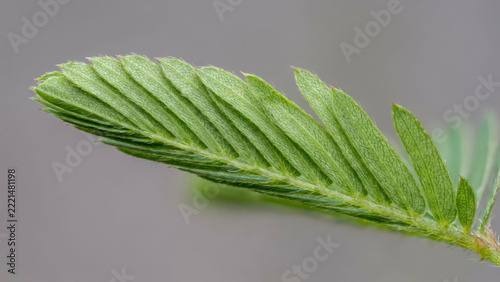 Extreme Macro Shot of Folded Mimosa Pudica Leaflets Showing Texture and Veins