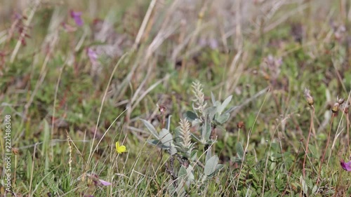 A female redpoll perched on the grass. Close-up