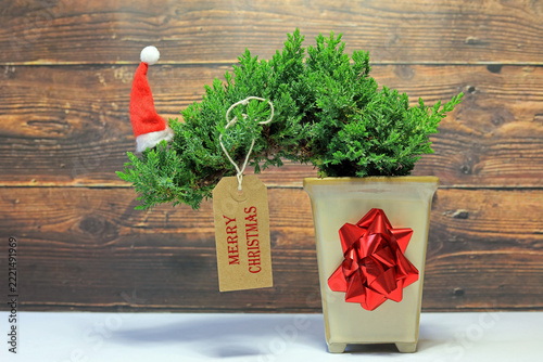 Isolated cascade Juniper bonsai tree. Christmas gift.