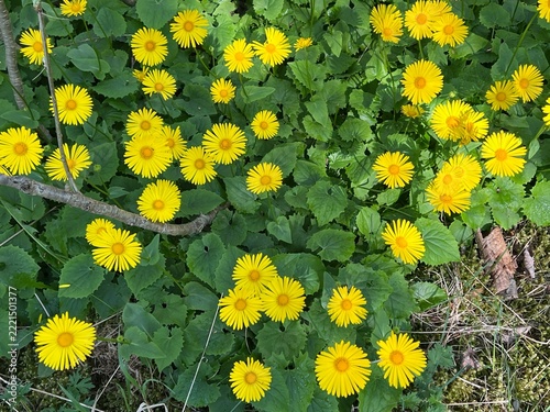 Leopard’s Bane flowers in green grass
