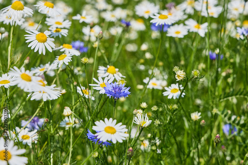 Blue Cornflower Among White Daisies in a Blooming Summer Meadow