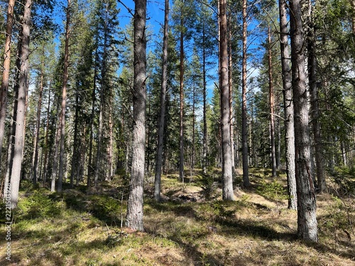 Sunlit pine forest in northern Sweden