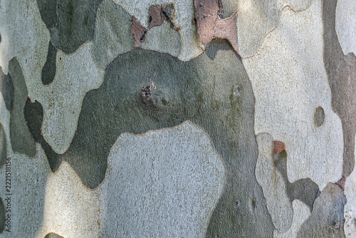 background with London plane tree bark
