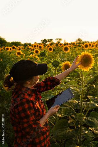 A female farmer inspecting a blooming sunflower while using a tablet for smart farming management in a field at sunset.