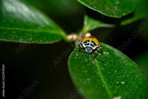 Yellow Citrus Stink Bug on leaf of Calamansi