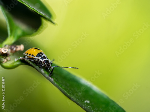 Yellow Citrus Stink Bug on leaf of Calamansi