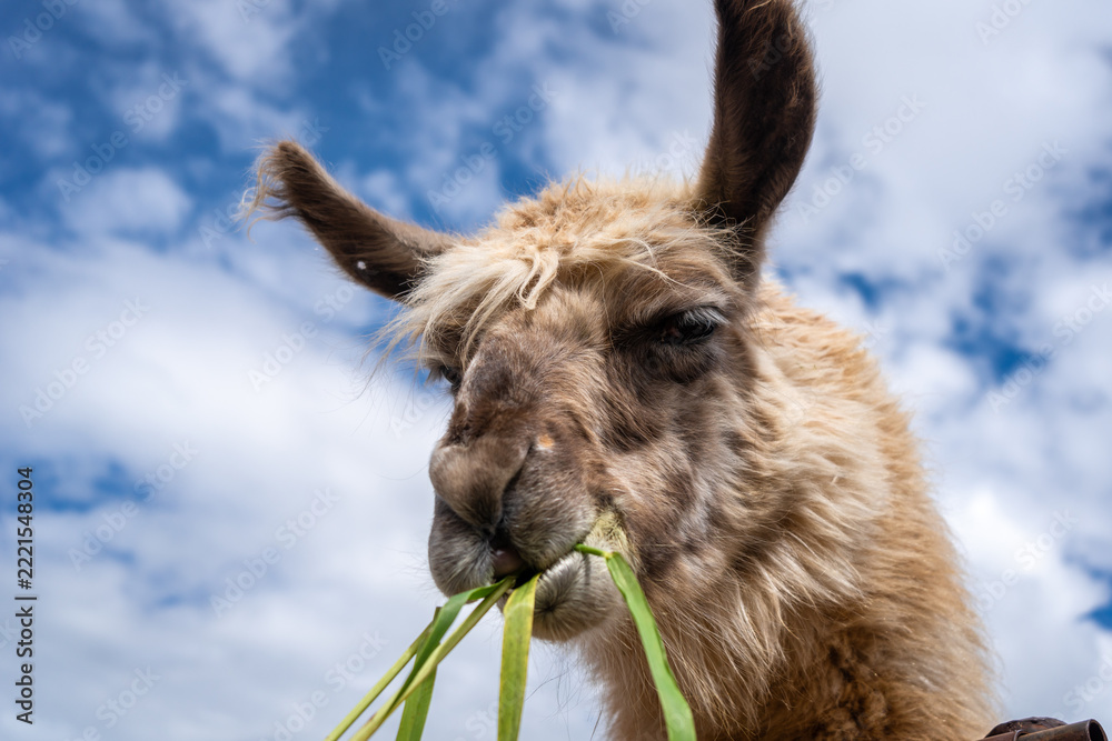 Naklejka premium Fluffy Llama Chewing Grass Under a Blue Sky in Peru