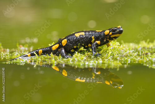 Fire Salamander, Salamandra salamandra, Bulgaria
