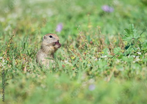 Souslik eating a mulberry, European Ground squirrel, Spermophilus citellus, Bulgaria