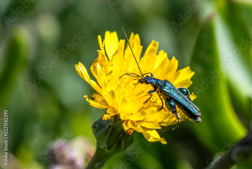 grün schillernder Käfer auf gelber Blüte